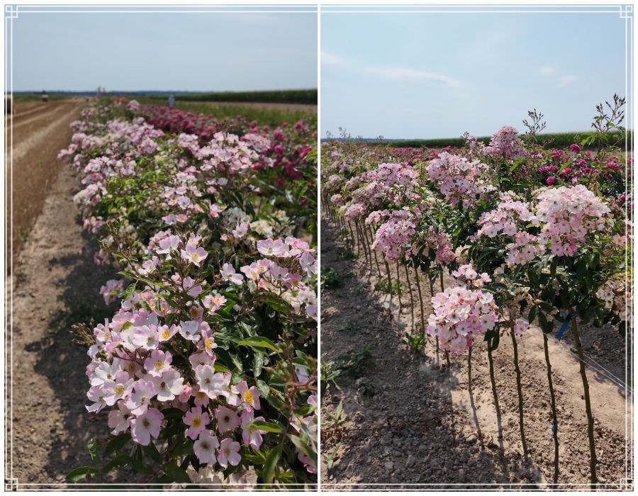 Ballerina róża pienna